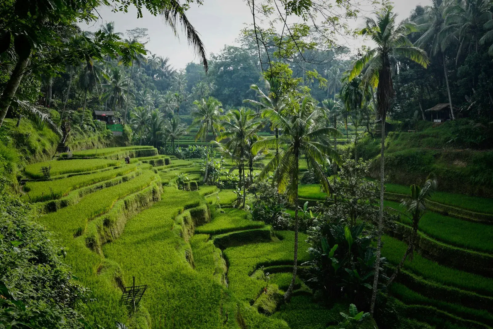 Ubud, Bali: chess lessons backdrop